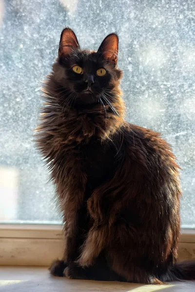 Preto fofo gato na janela — Fotografia de Stock
