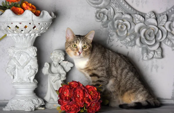Gato tabby y flores en el estudio en un gris — Foto de Stock