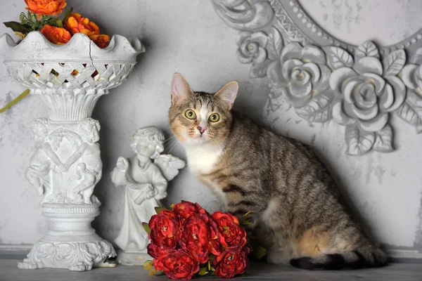 Tabby gatto e fiori in studio su un grigio — Foto Stock