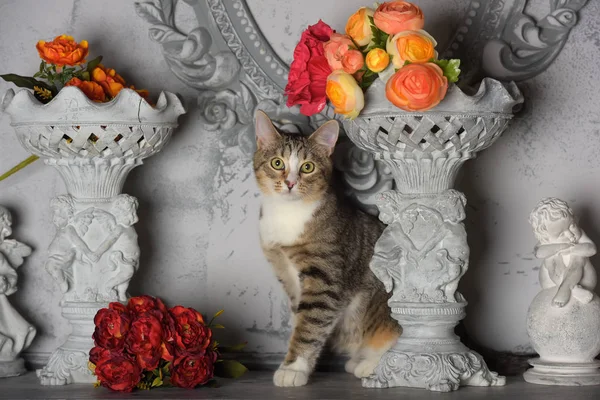 Gato tabby y flores en el estudio en un gris — Foto de Stock