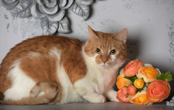 Vacker rödhårig med vit katt och blommor i studion — Stockfoto