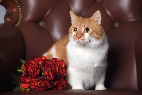 スタジオに白い猫と花の美しい赤毛 — ストック写真