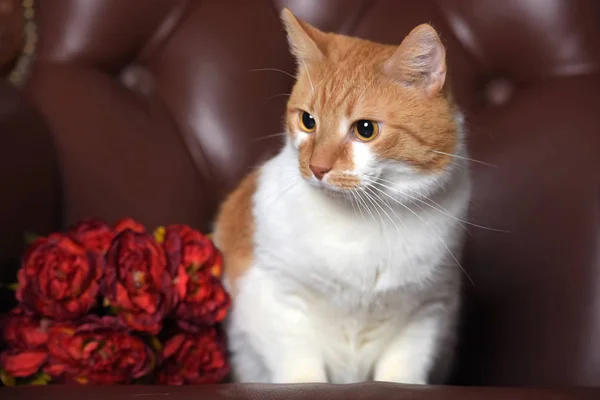 スタジオに白い猫と花の美しい赤毛 — ストック写真