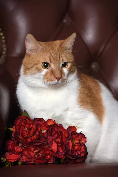 Stüdyoda beyaz kedisi ve çiçekleri olan güzel bir kızıl. — Stok fotoğraf