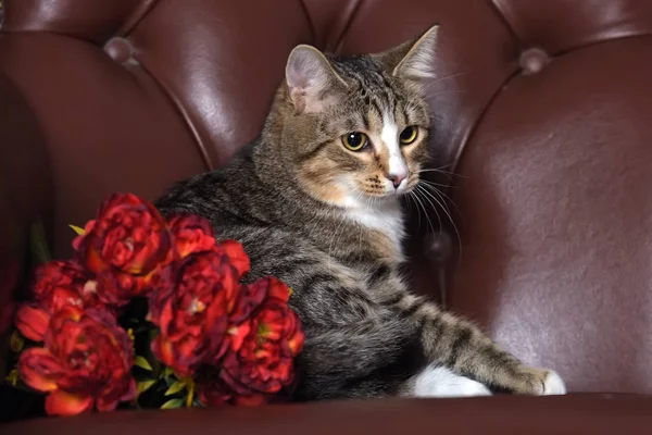 Schöne gestreifte junge Katze und rote Blumen im Atelier — Stockfoto