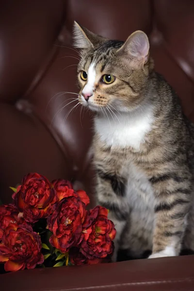 Beautiful striped young cat and red flowers in the studio — Stock Photo, Image