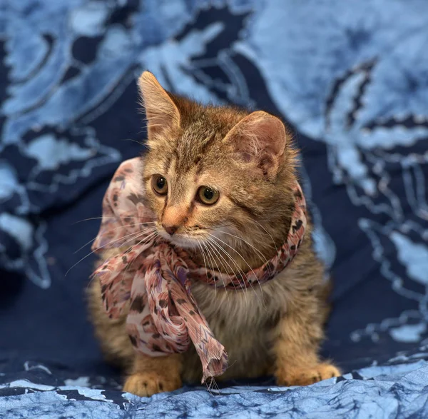 Rozłożony kociak z kokardą — Zdjęcie stockowe