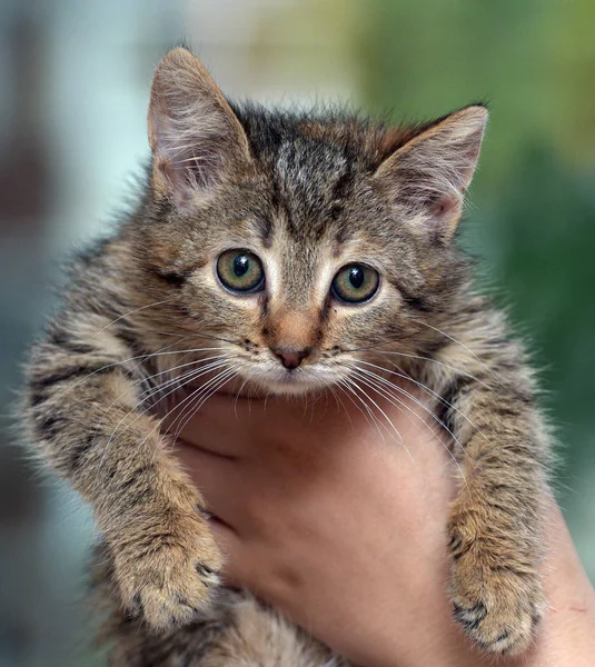 Cute brown striped kitten — Stock Photo, Image