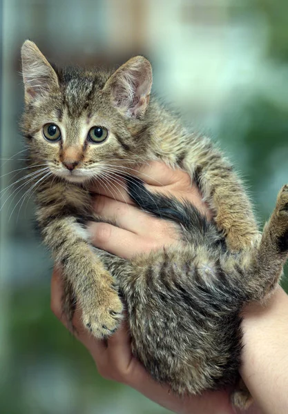 Cute brown striped kitten — Stock Photo, Image