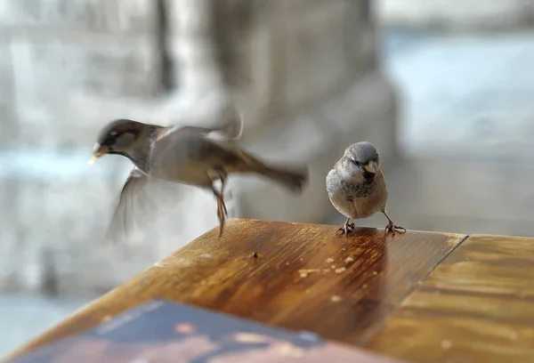 Pardais na mesa comer migalhas — Fotografia de Stock
