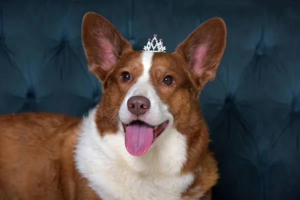 Rojo con un corgi blanco y en una corona miente —  Fotos de Stock