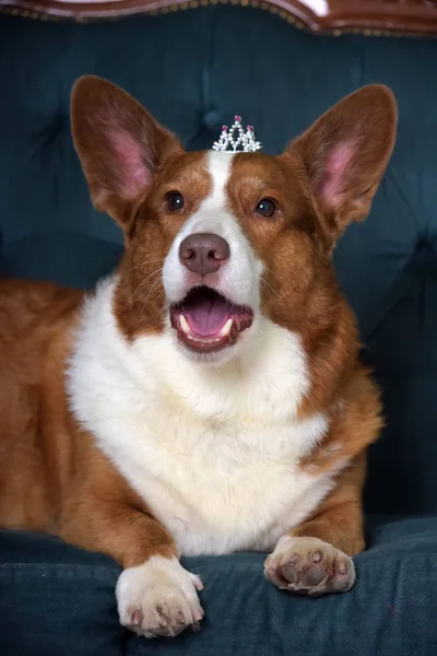 Red with a white corgi and in a crown lies — Stock Photo, Image