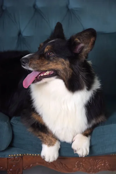 Esponjoso Corgi se encuentra en un sofá —  Fotos de Stock