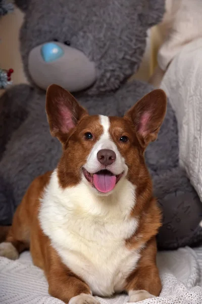 Adult roșu cu corgi albi — Fotografie, imagine de stoc