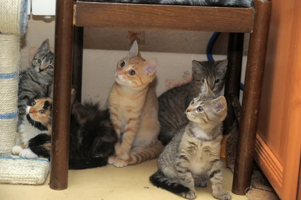Kocięta siedzą w ukryciu — Zdjęcie stockowe