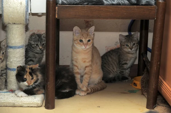 Gatitos están sentados escondidos — Foto de Stock