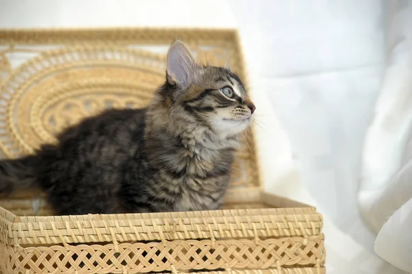 Cute kitten in a wicker basket — Stock Photo, Image