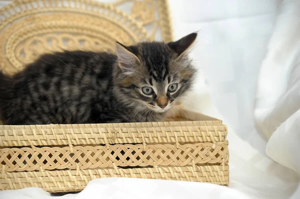 Gatinho bonito em uma cesta de vime — Fotografia de Stock