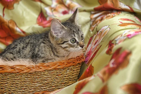 Милый котенок в плетеной корзине — стоковое фото