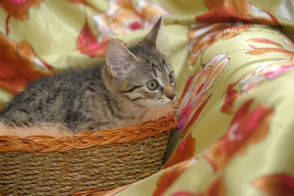 Söt kattunge i en flätad korg — Stockfoto