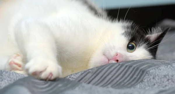 Black and white contented cat lies — Stock Photo, Image