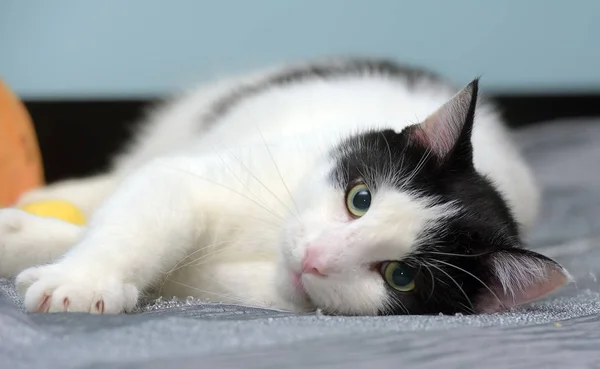 Black and white contented cat lies — Stock Photo, Image