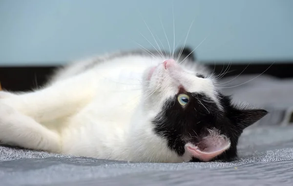 Black and white contented cat lies — Stock Photo, Image