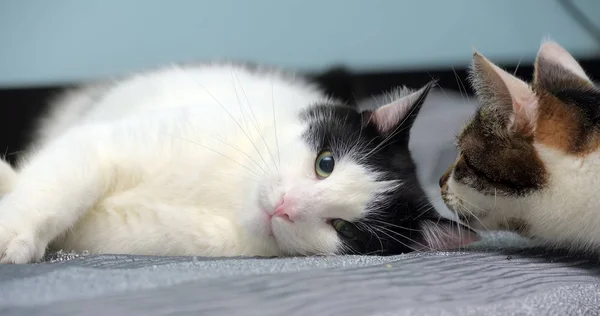 黑白相间心满意足的猫躺在床上 — 图库照片