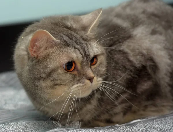 Grijze Britse kat met oranje ogen — Stockfoto