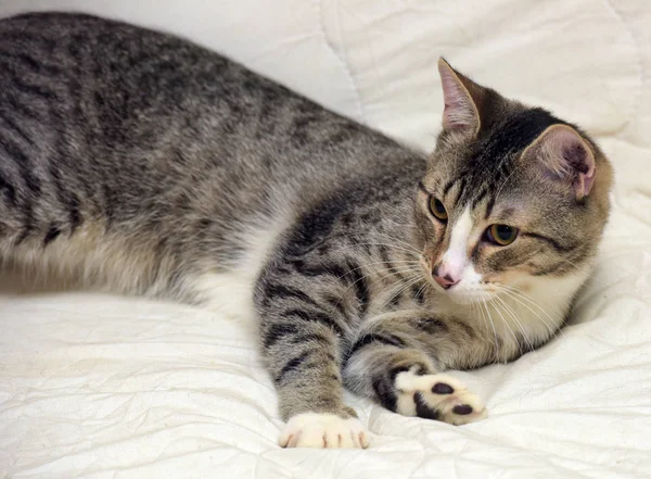 Cinza com branco listrado jovem gato mentiras — Fotografia de Stock
