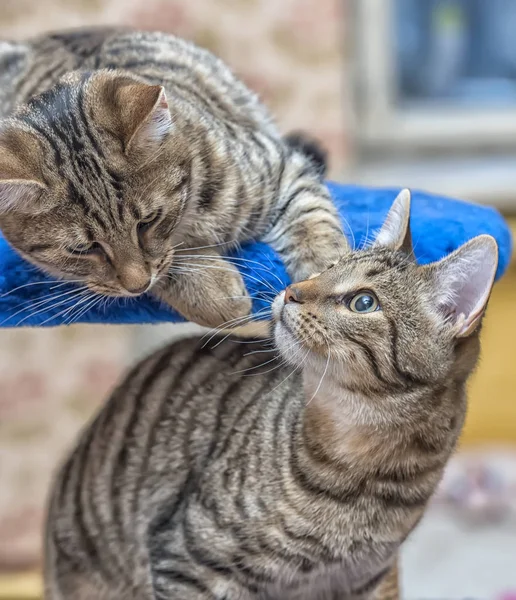 Dos tabby jóvenes gatos jugar — Foto de Stock