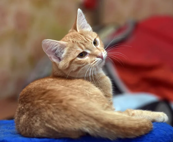 Güzel kırmızı kedi mavinin üzerinde yatıyor. — Stok fotoğraf