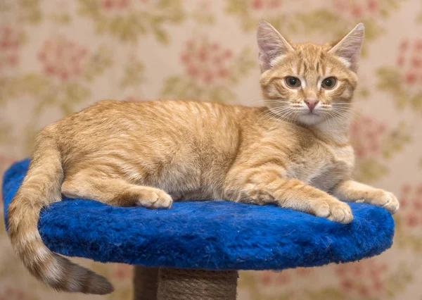 Beautiful red cat lies on blue — Stock Photo, Image