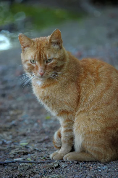 Рыжая кошка сидит на улице — стоковое фото