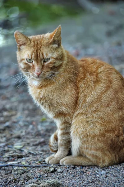 Red cat sits on the street — Stock Photo, Image