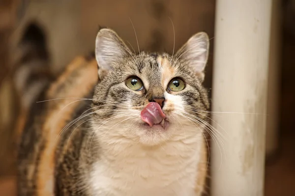 O gato está satisfeito, lamber seus lábios — Fotografia de Stock