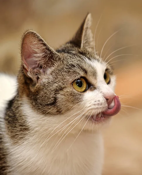 O gato está satisfeito, lamber seus lábios — Fotografia de Stock