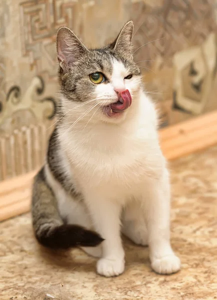 The cat is pleased ,  lick his lips — Stock Photo, Image