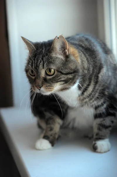 Gordo gato marrom e branco 10 anos de idade — Fotografia de Stock