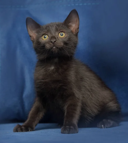 Chaton noir sur fond bleu — Photo