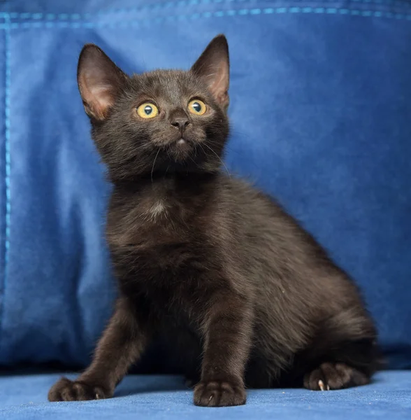 Μαύρο γατάκι σε μπλε φόντο — Φωτογραφία Αρχείου