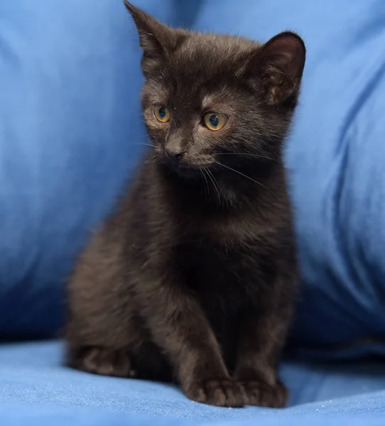 Gatinho preto em um fundo azul — Fotografia de Stock