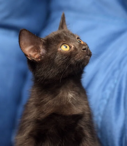 Black kitten on a blue background — Stock Photo, Image