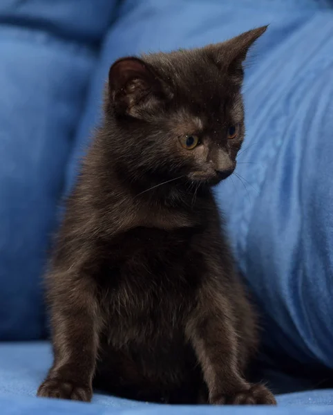 Gatinho preto em um fundo azul — Fotografia de Stock