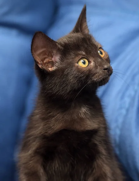 Gatinho preto em um fundo azul — Fotografia de Stock