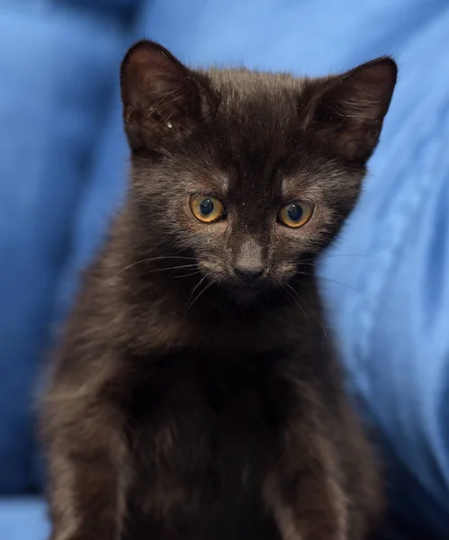 Чорний кошеня на синьому фоні — стокове фото