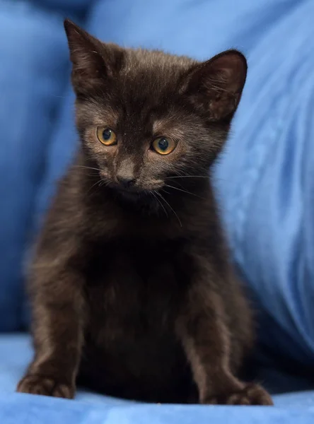 Schwarzes Kätzchen auf blauem Hintergrund — Stockfoto