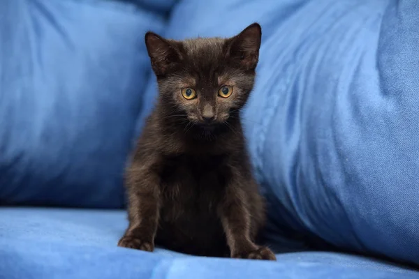 Czarny kotek na niebieskim tle — Zdjęcie stockowe