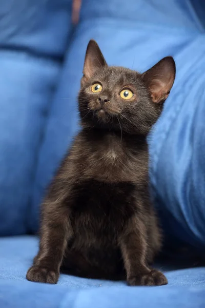 Gatinho preto em um fundo azul — Fotografia de Stock