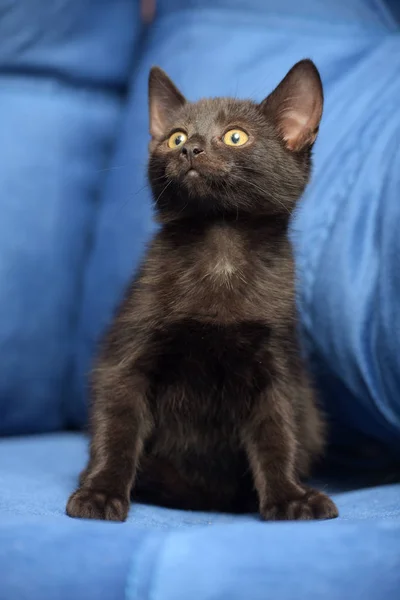 Mavi bir arka plan üzerinde siyah yavru kedi — Stok fotoğraf
